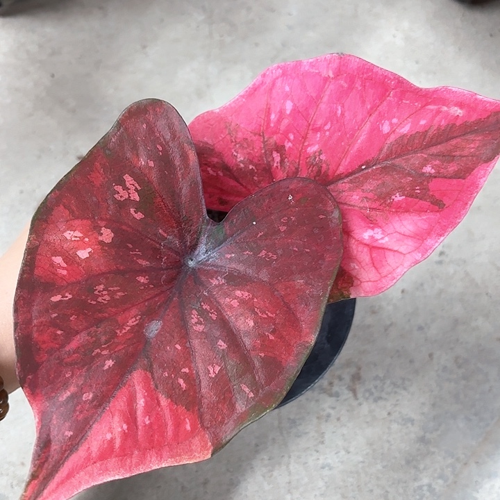 94-0211彩叶芋广东现货多肉