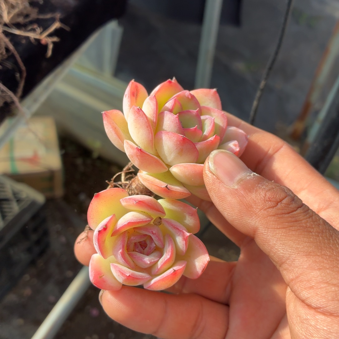 上***~是不是不喜欢他啦哈哈这个