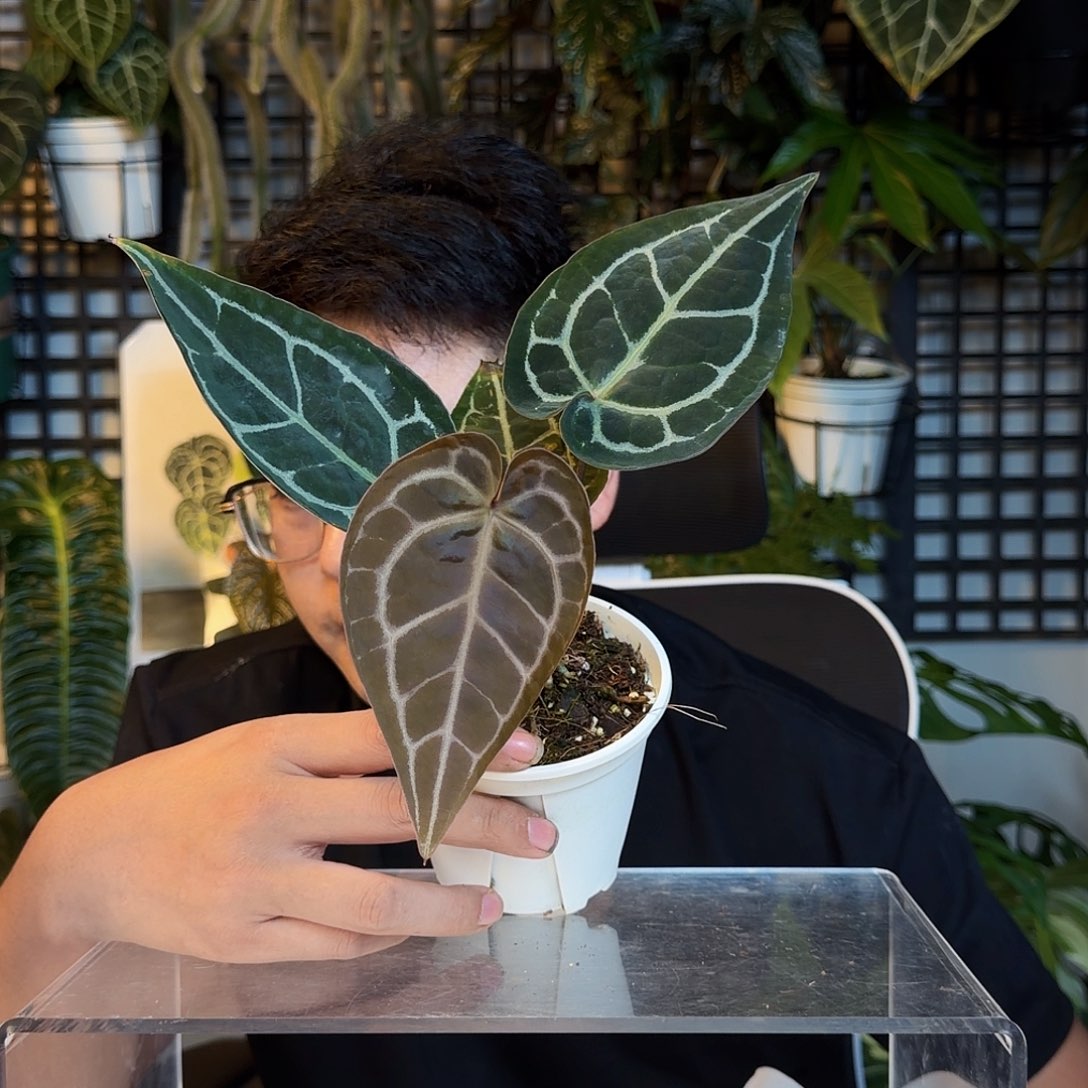 叫***W完全开放米歇尔杂黑铜C125