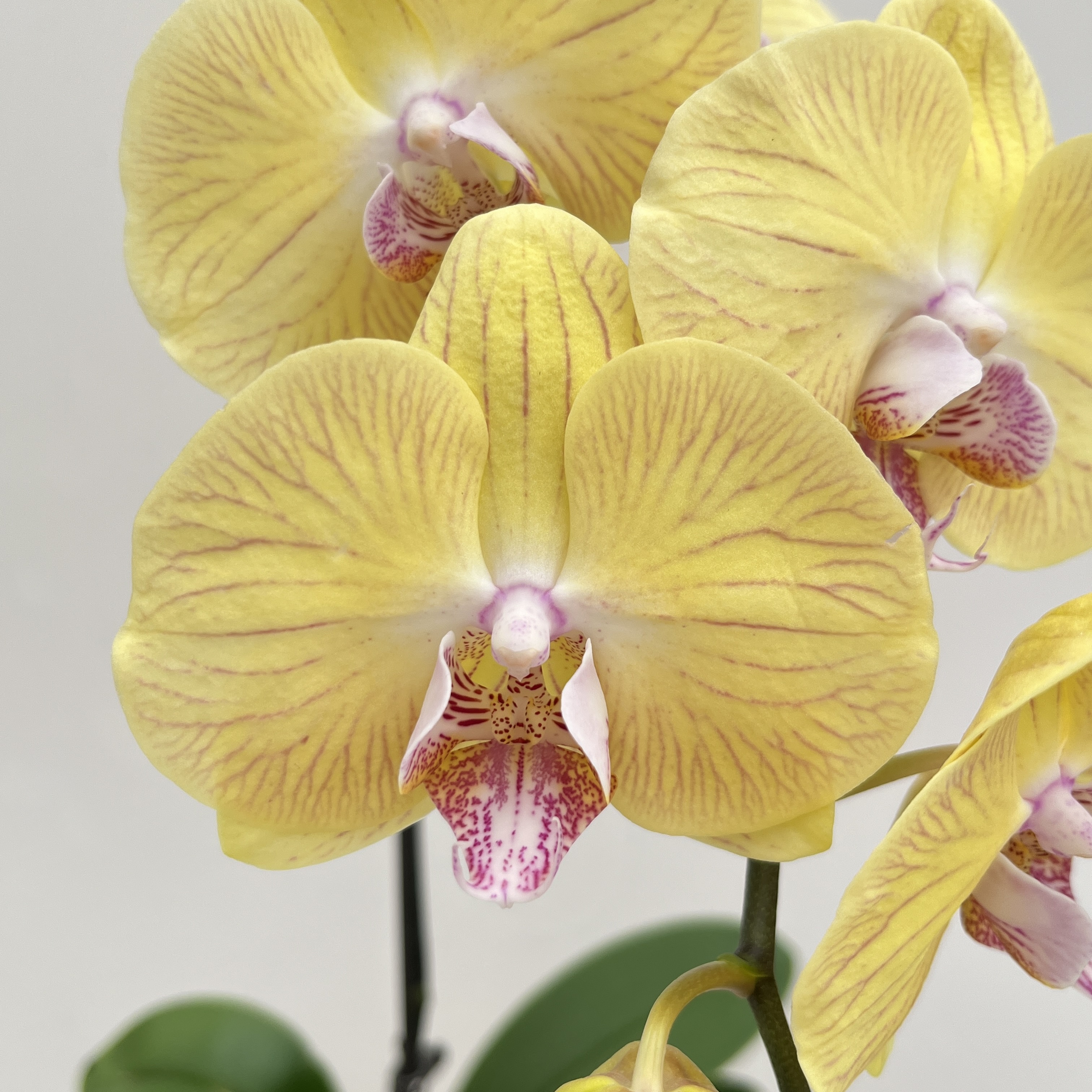 蝴蝶兰《童话》颜色高级 花色娇艳耐养室内花 源头基地直发