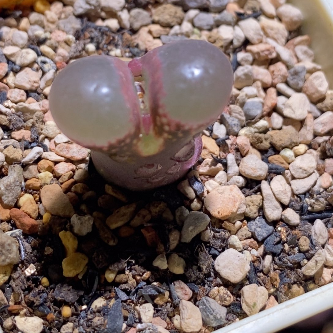 1802.1粉透窗1802.1粉透窗