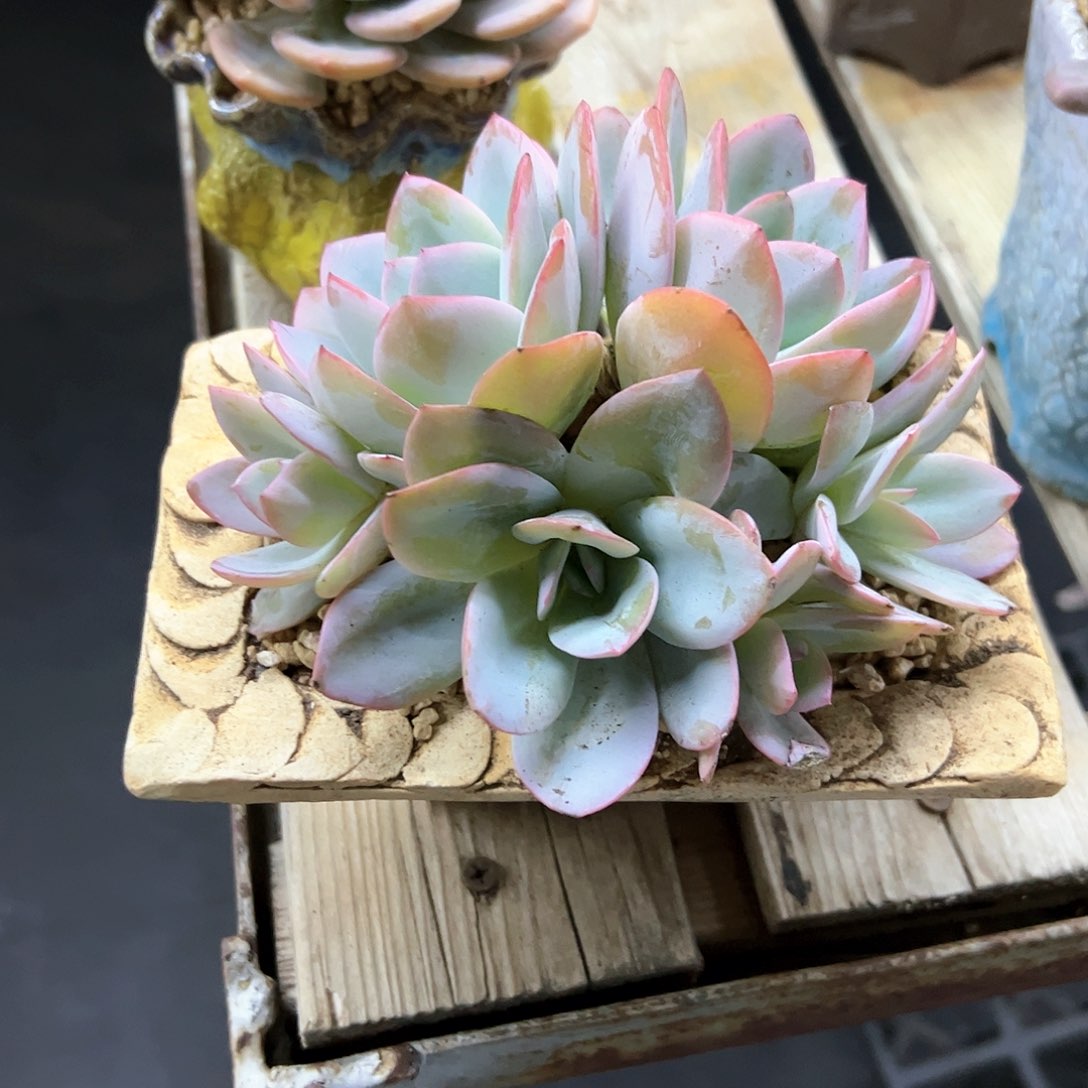 肯尼迪38 零零多肉植物