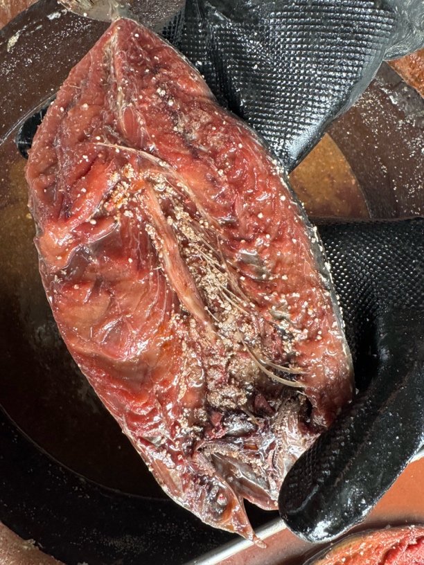 田横老式汤腌咸鱼鲐鲅鱼。鲐鲅鱼