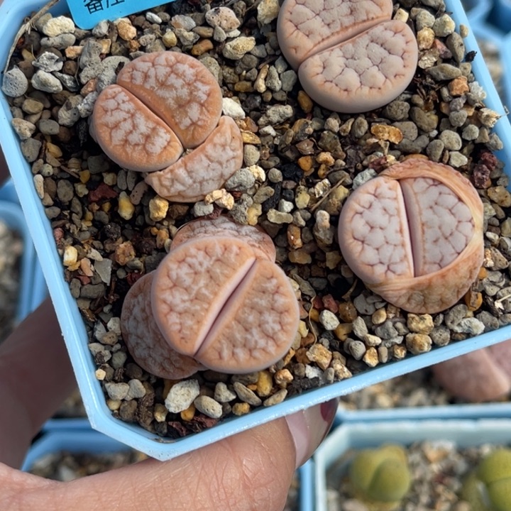 2618雪岚4颗脱土发货