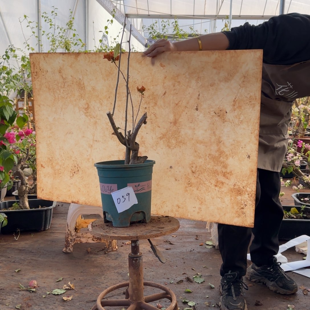 大部分开放少量花苞月光橙 059脱