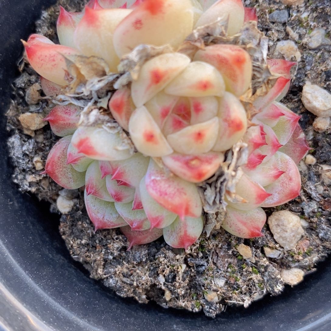 可问主播品种，下滑链接更多品种选择