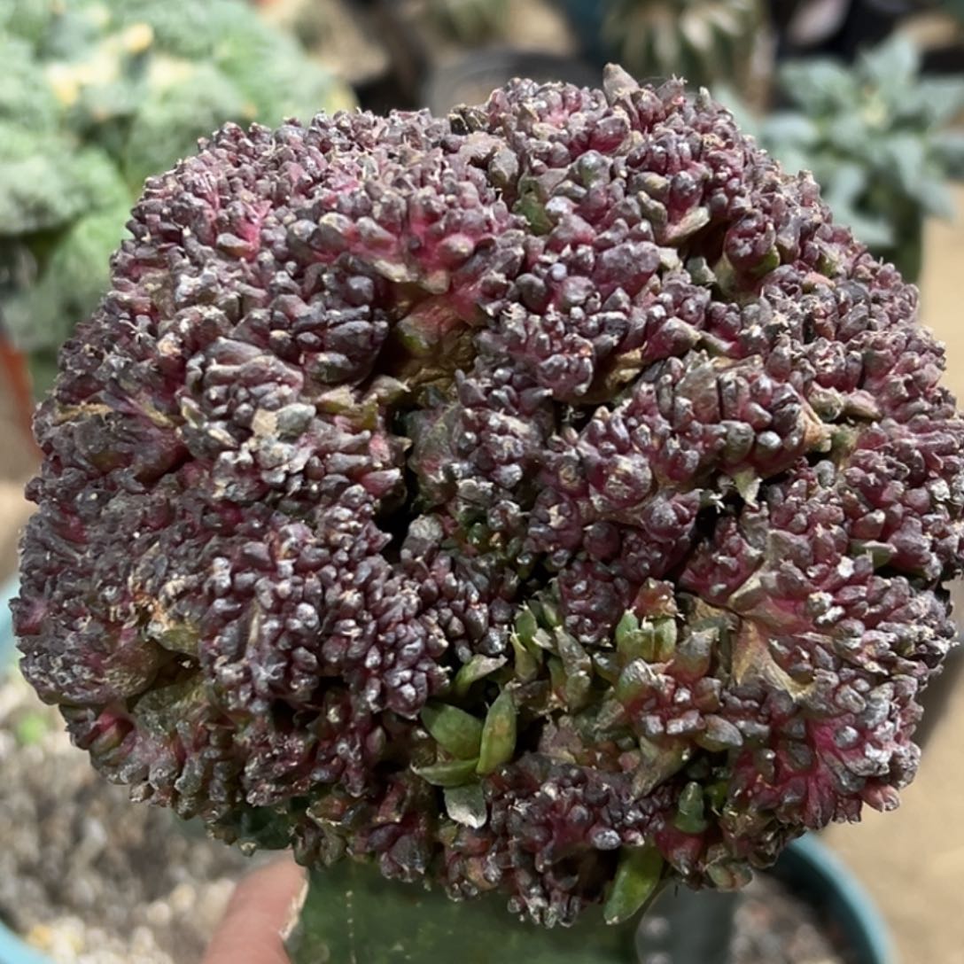 完全开放福利牡丹石化715（11.5）