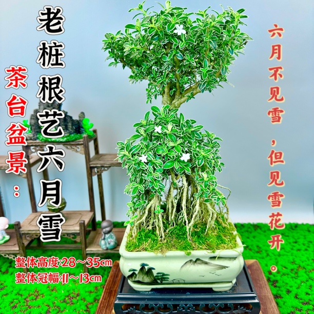 老桩提根六月雪室内客厅茶室开花矮霸熟桩茶桌绿植盆栽高级感