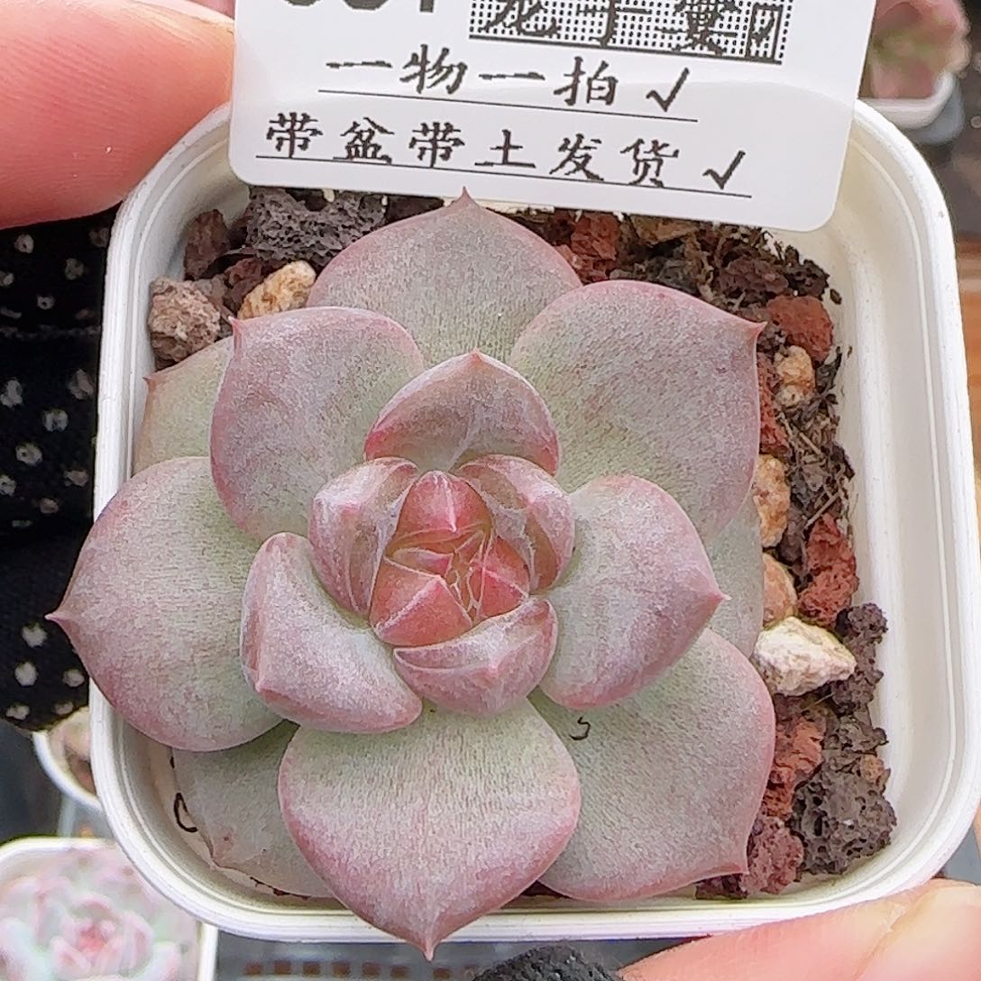 多肉0710-361琥珀天使珍妮