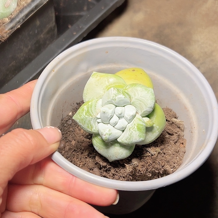 小鹿多肉一物一拍583