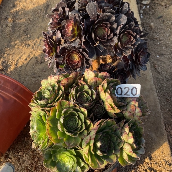 020多肉植物组合无售后