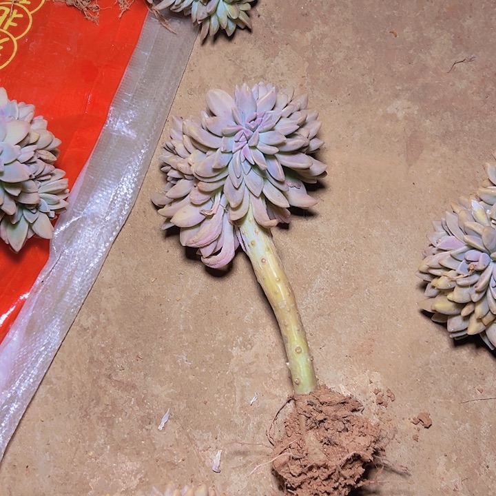 嗨9.9缀化轻微断枝不售后