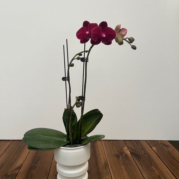 兰语甄选【拉菲】3.0寸双剑带花带苞精品蝴蝶兰鲜花盆栽