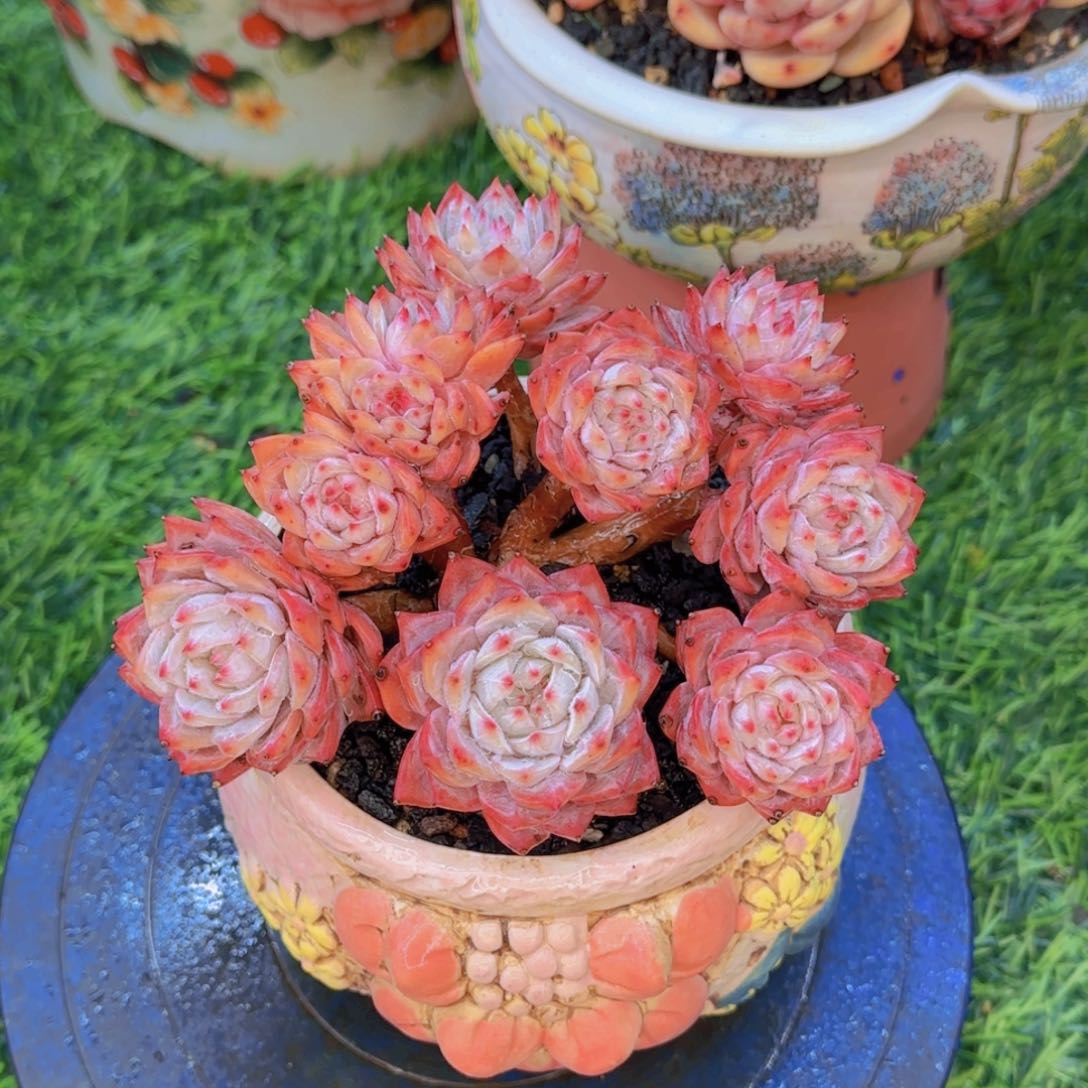 默认有砍多肉植物