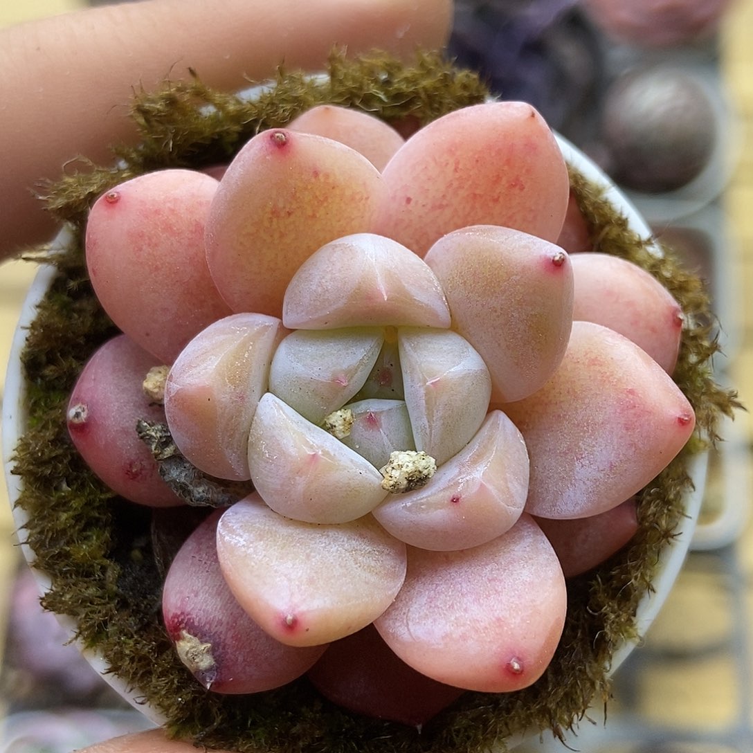 一物一拍一单包邮 243