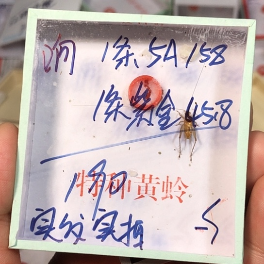 怼***哥蟋蟀3333333333333