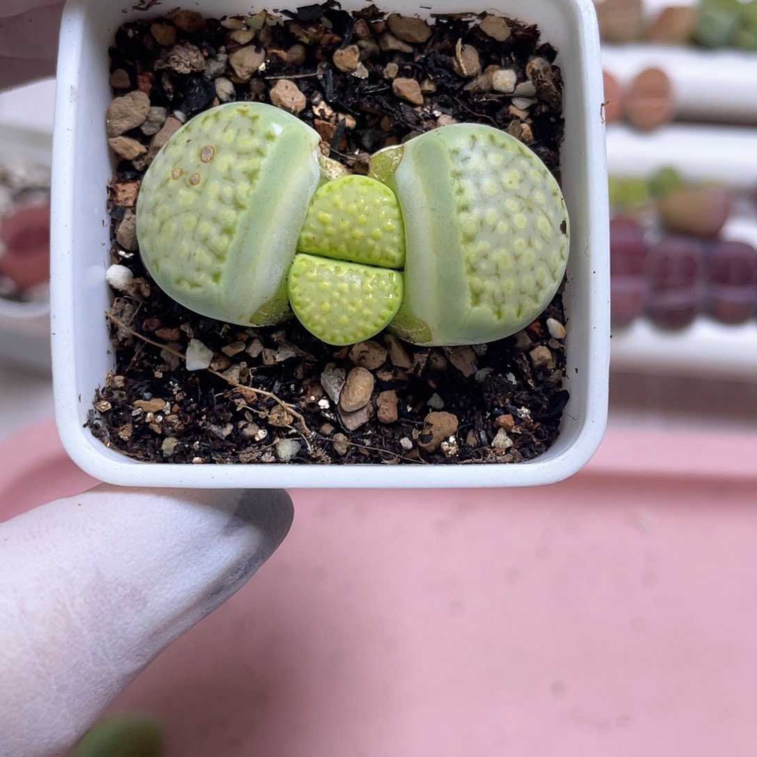 476 带盆土发货……