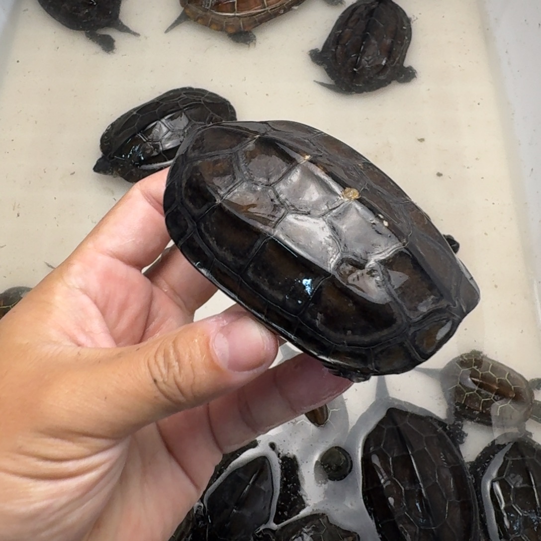 绿毛龟公苏北墨龟