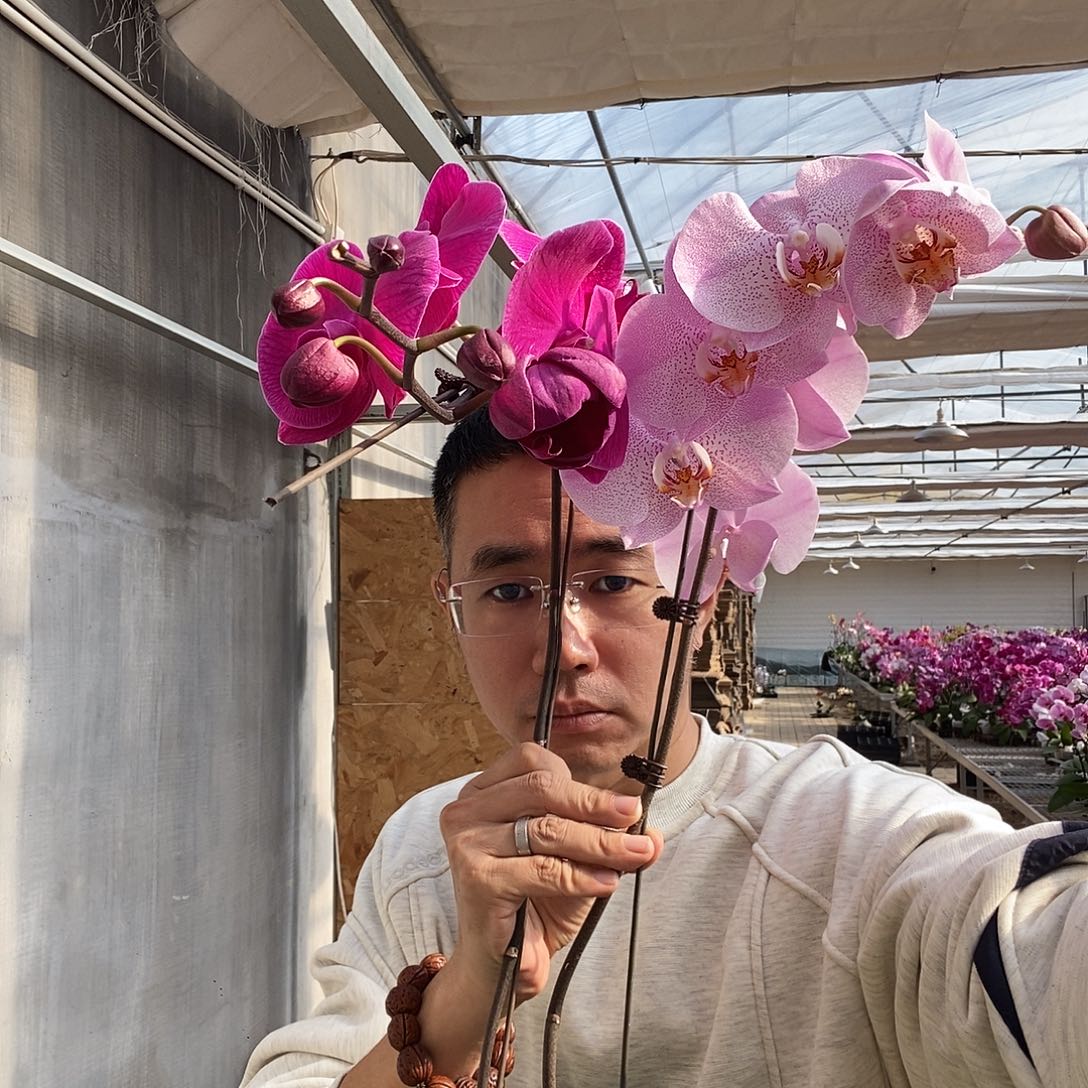 完全开放龙兰大辣椒➕小杯奥尔堡