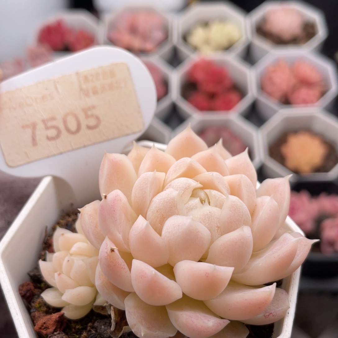 白月影7505-5.5厘米