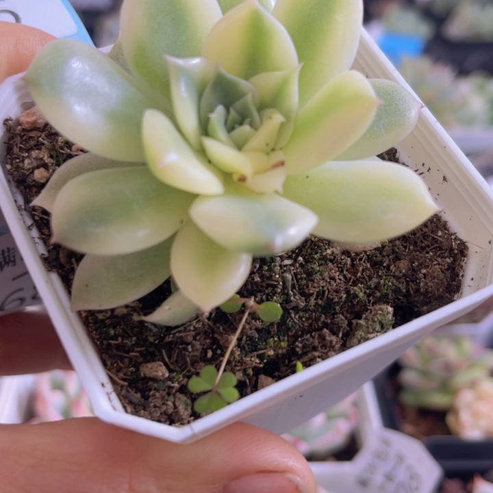 不知名锦多肉植物，689