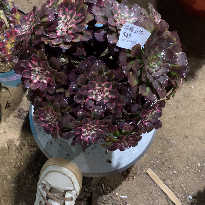 545黑天使多肉植物特价