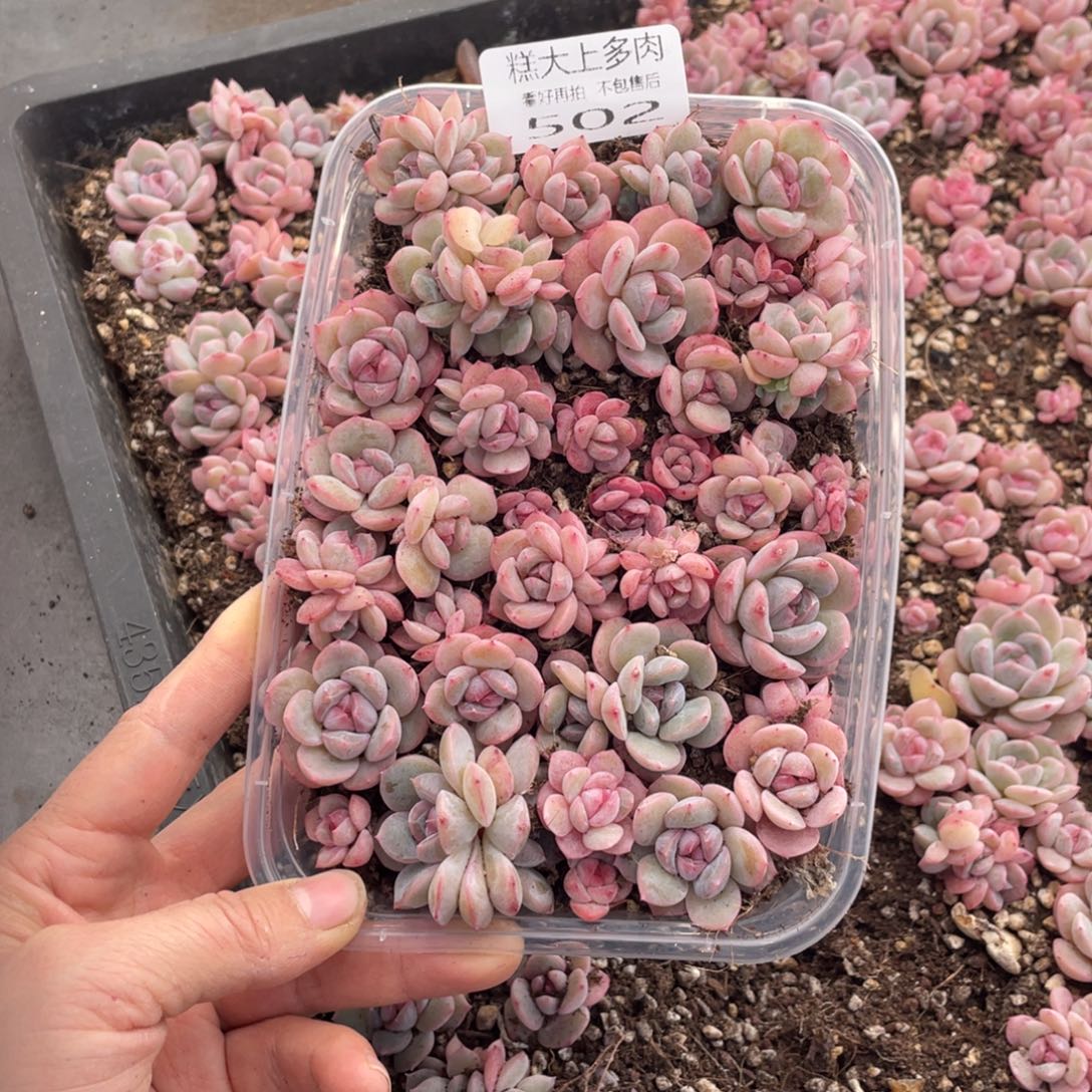 糕大上多肉植物502