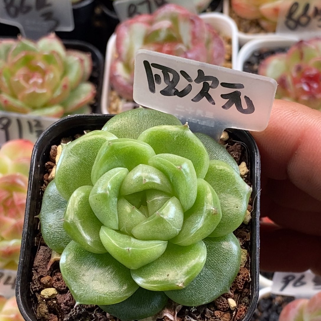 四***元新品新品可以拍哦……