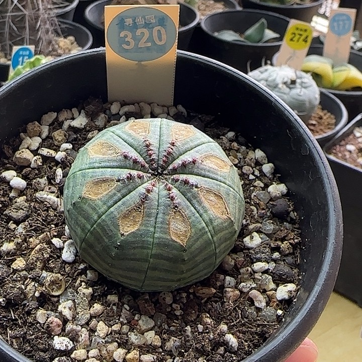 实生老斑布纹球4.6cm