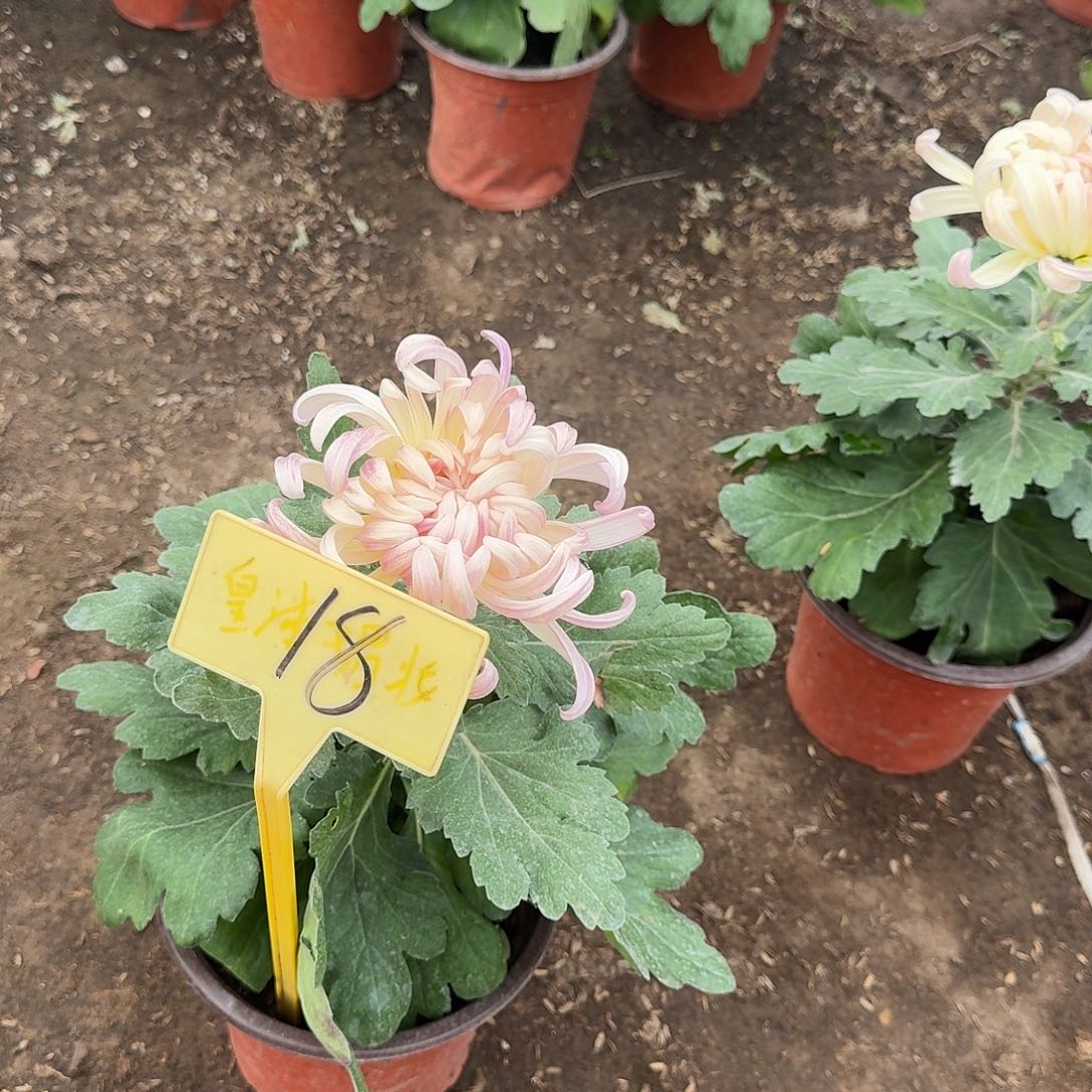 大部分花苞少量开放18圣者