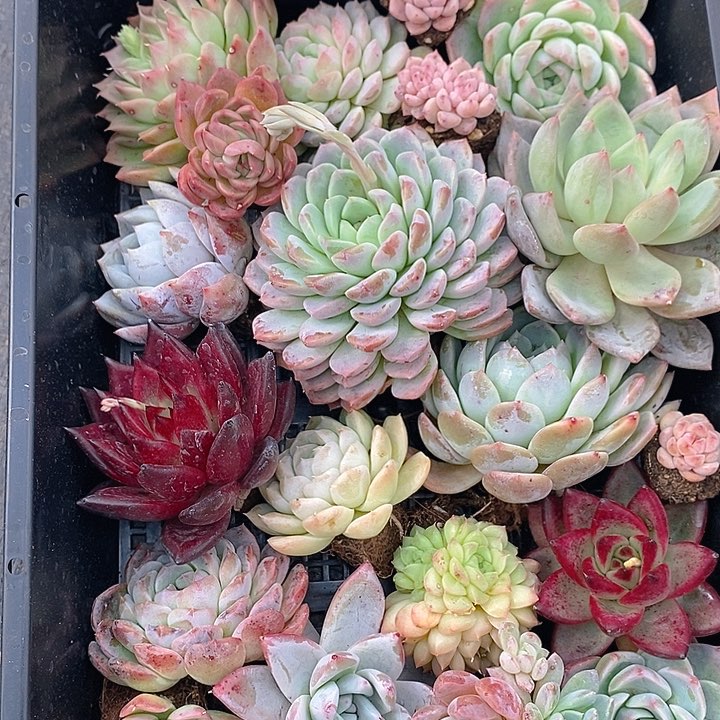 25 多肉植物盆栽花卉植物