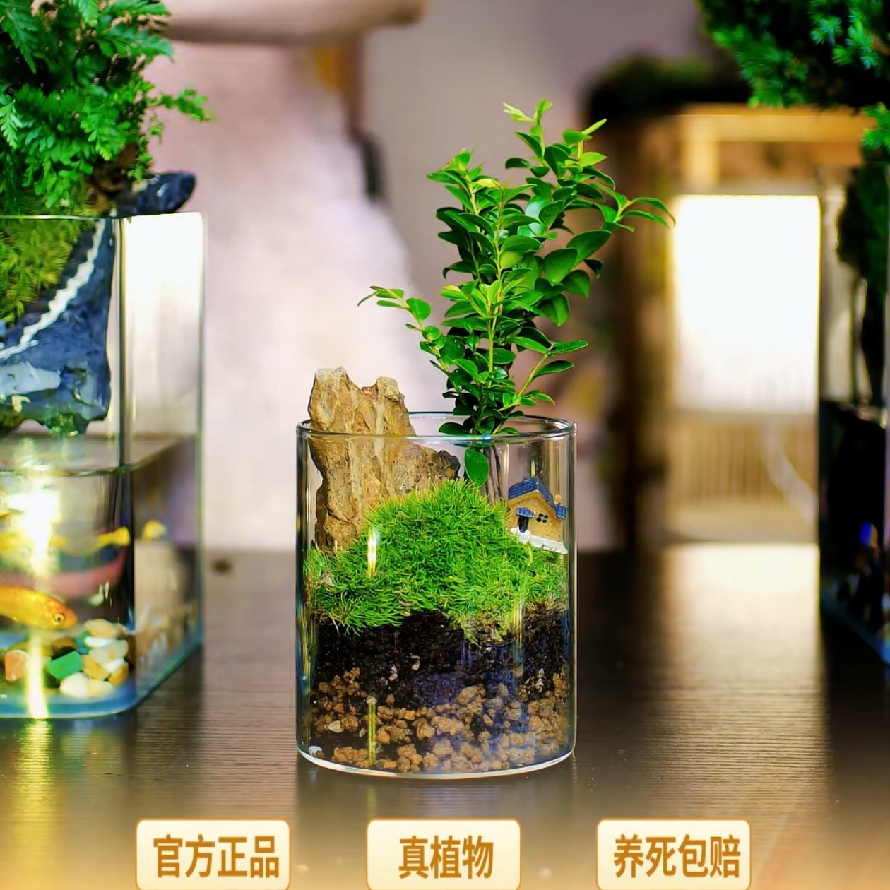 【原野】高货圆缸龙骨石老桩小叶紫檀桌面景观10*10