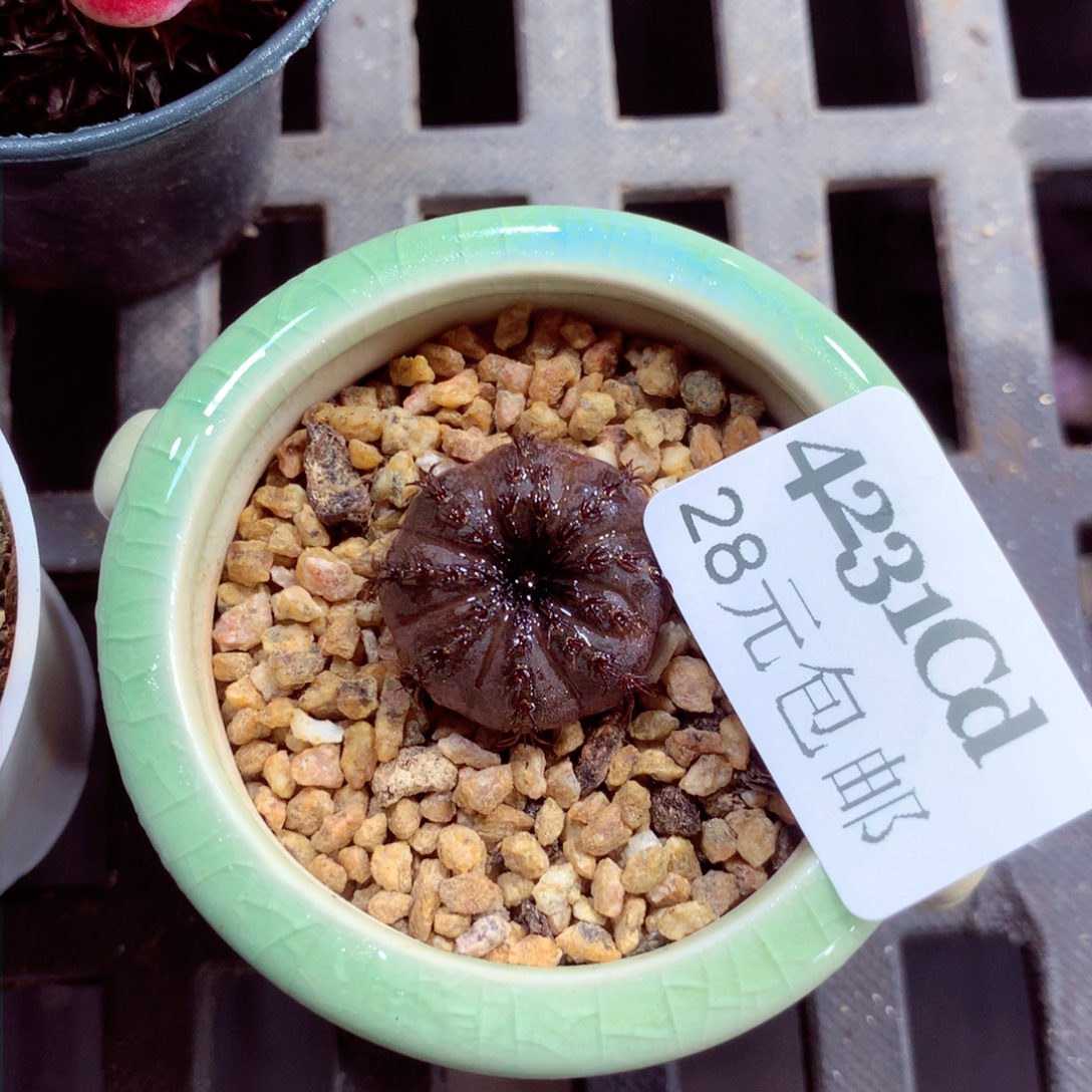 5厘米盆精控多肉4231