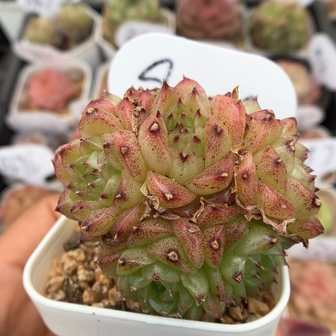 油透麦秆群生可拍9705号。 