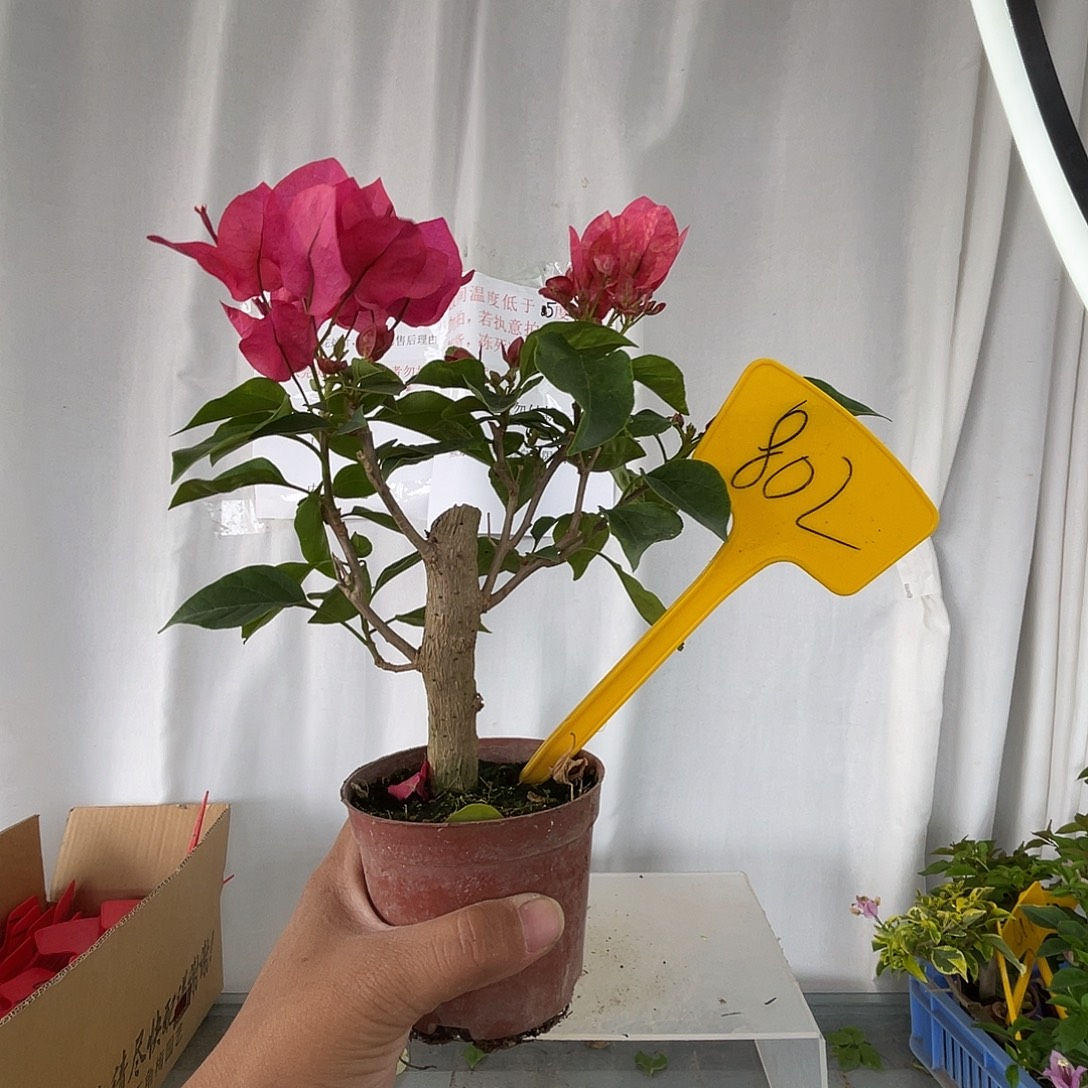 当前无花栽培后可以开花802掌中宝索菲亚