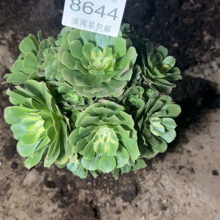 8644辛尼亚多肉植物