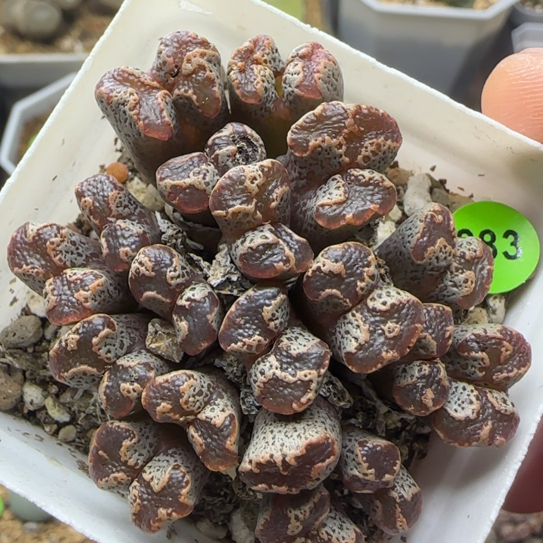 超碟群多肉植物283