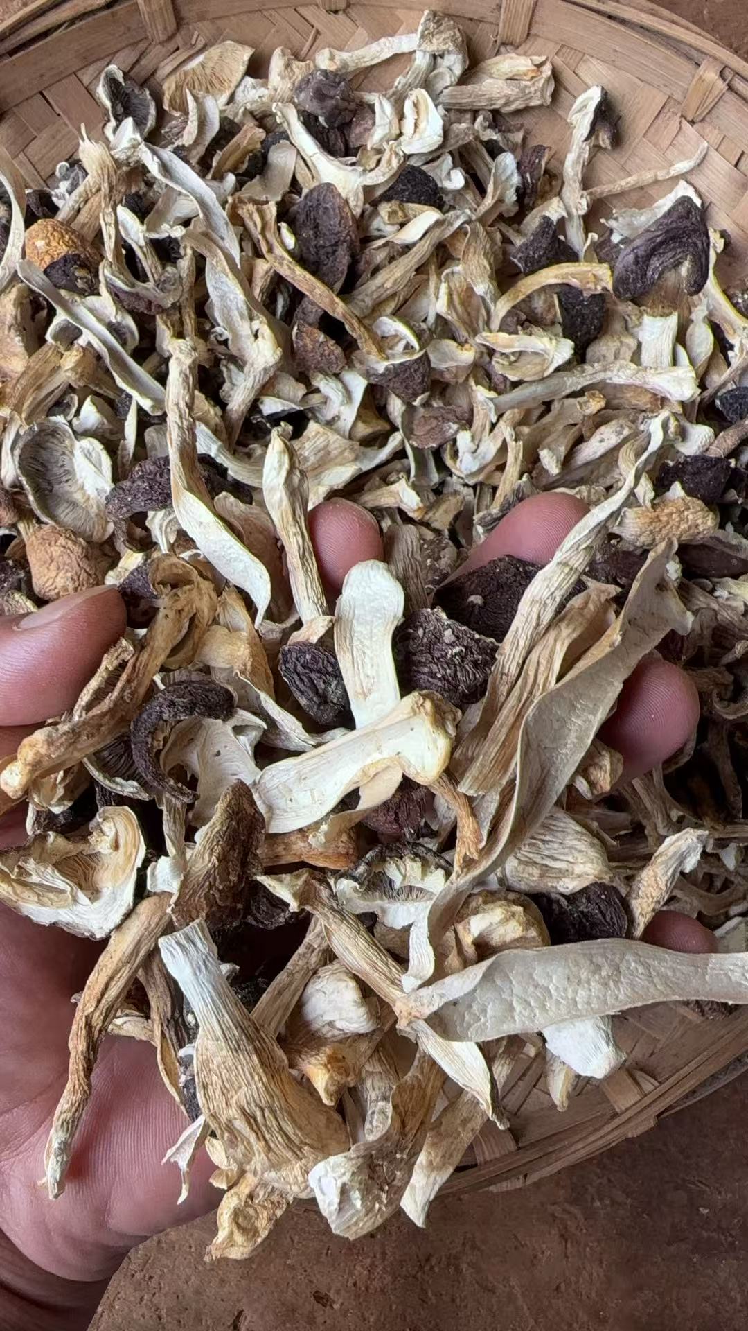 小蒲推荐  云南雪山松茸