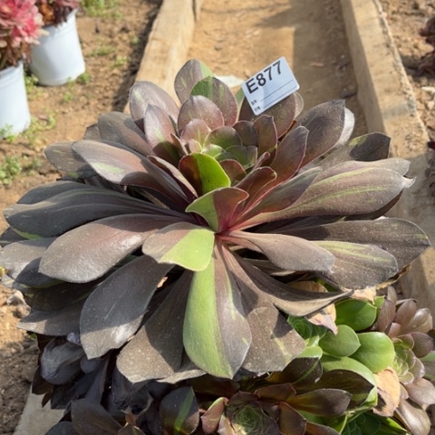 多肉植物梅花鹿捧花