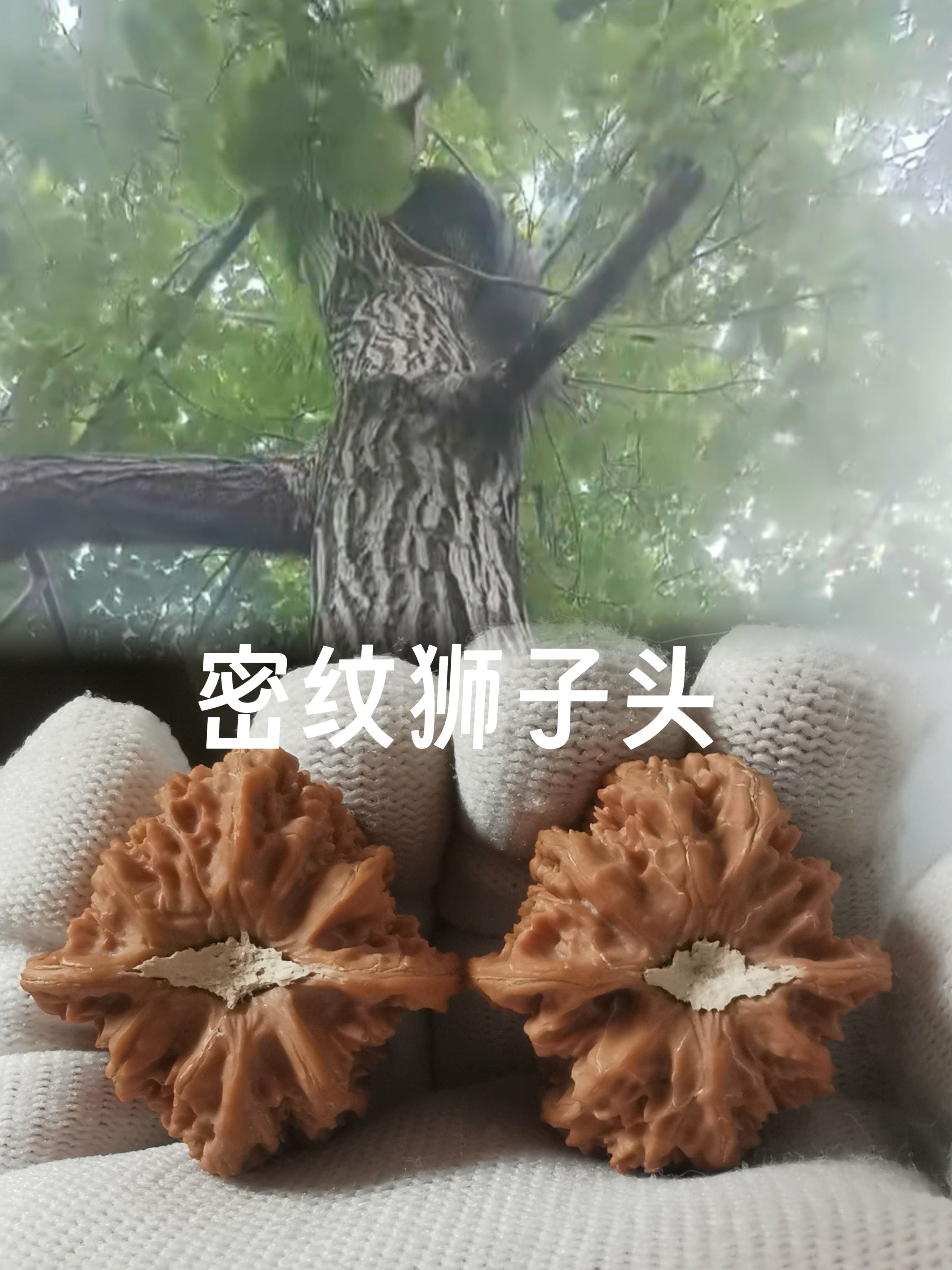 文玩核桃密纹狮子头手把玩件
