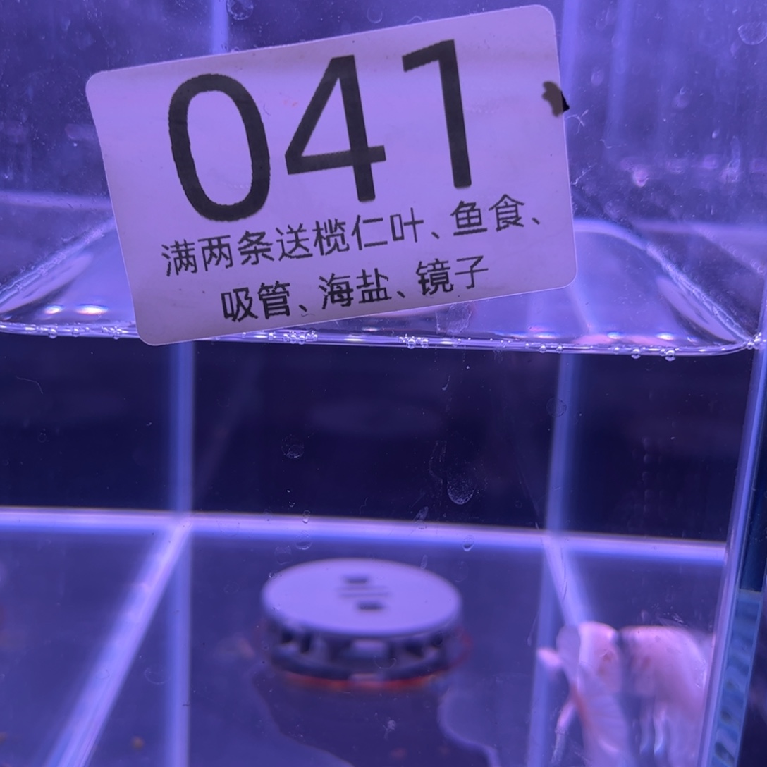 斗鱼泰国斗鱼41号