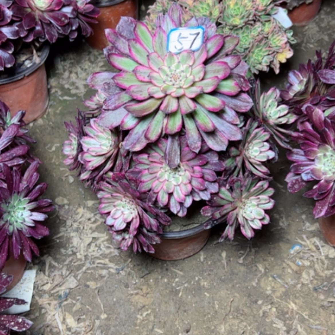 【闪购商品】多肉植物紫霞57