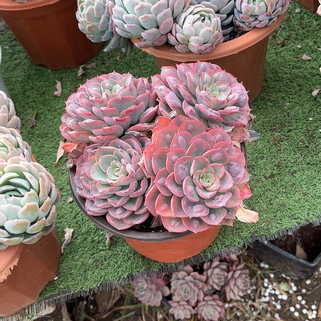 清***@雨滴多肉植物保护29