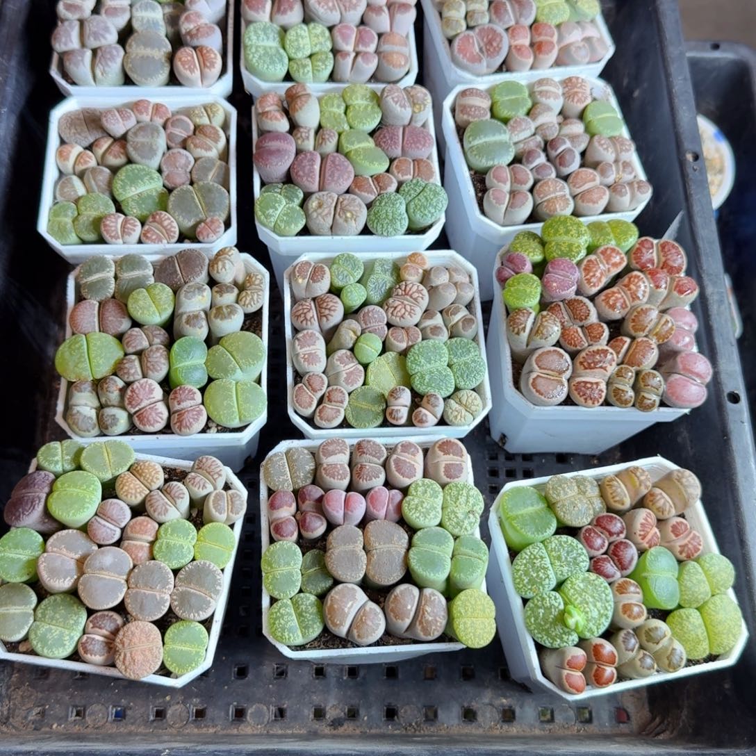 多肉植物的生长（随机一盆）