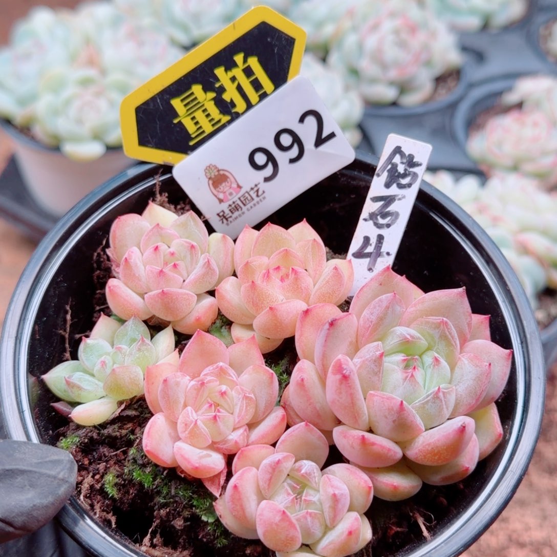 多肉植物多肉植物