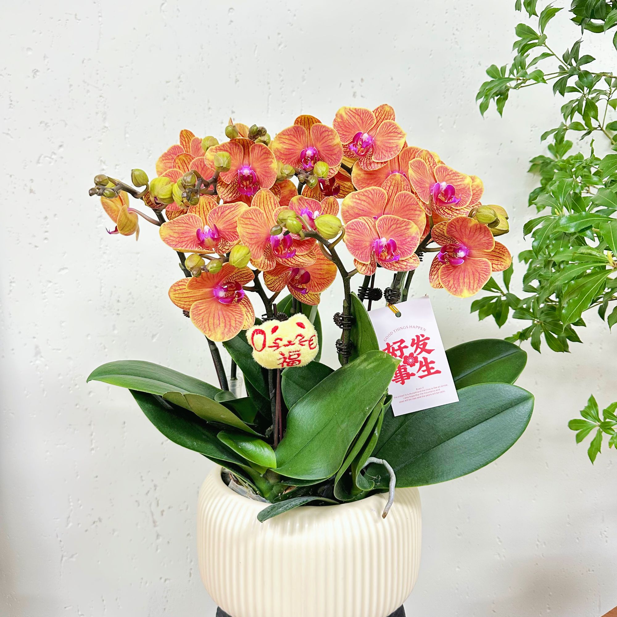 慕兰优选 【吉利】-蝴蝶兰花 客厅摆设种植基地发货