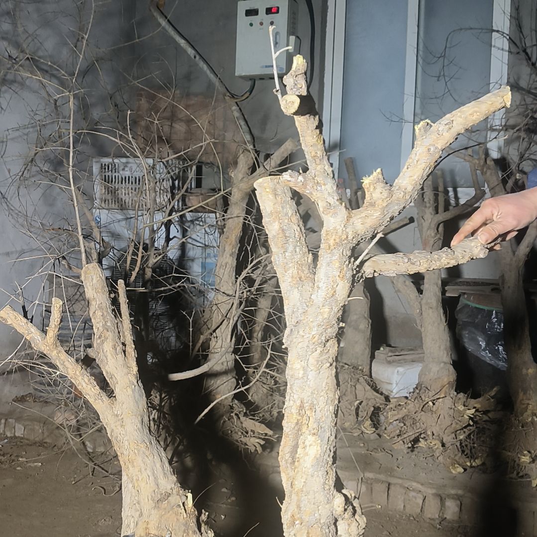 突尼斯软籽石榴树桩