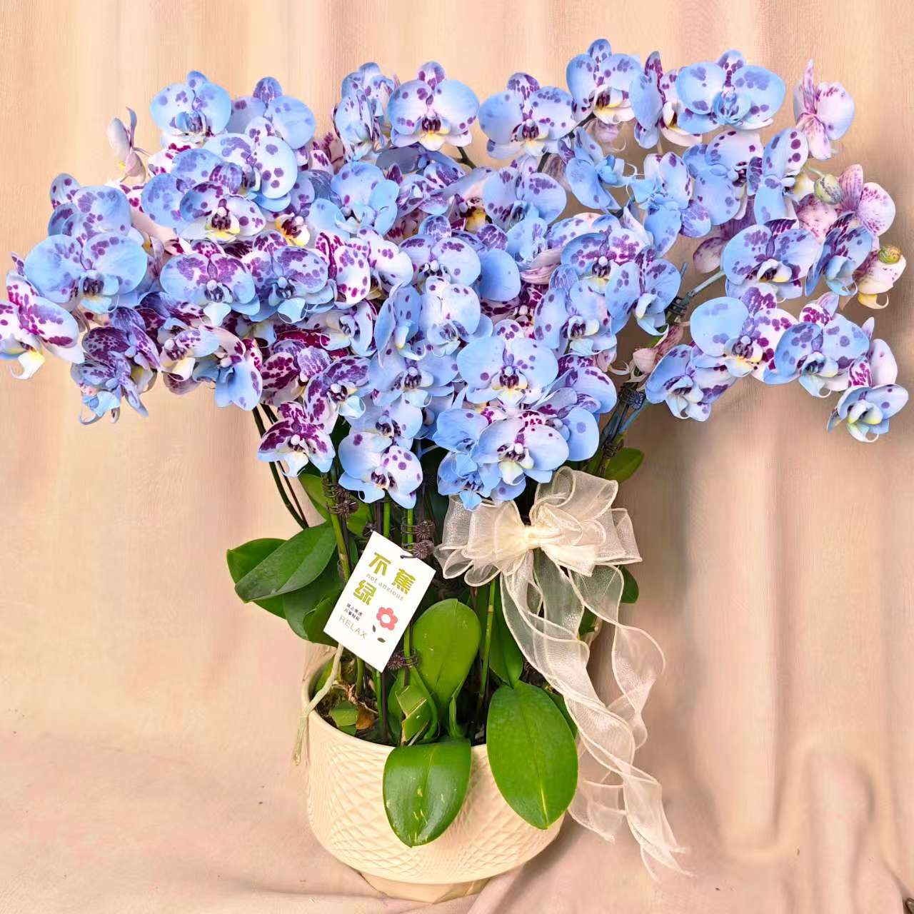  [蓝精灵]蝴蝶兰马克龙稀有色系 稀缺植物提取艺术喷色花卉