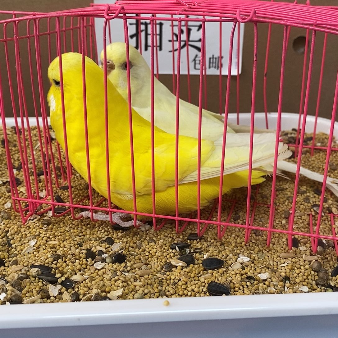 虎皮鹦鹉大头虎皮