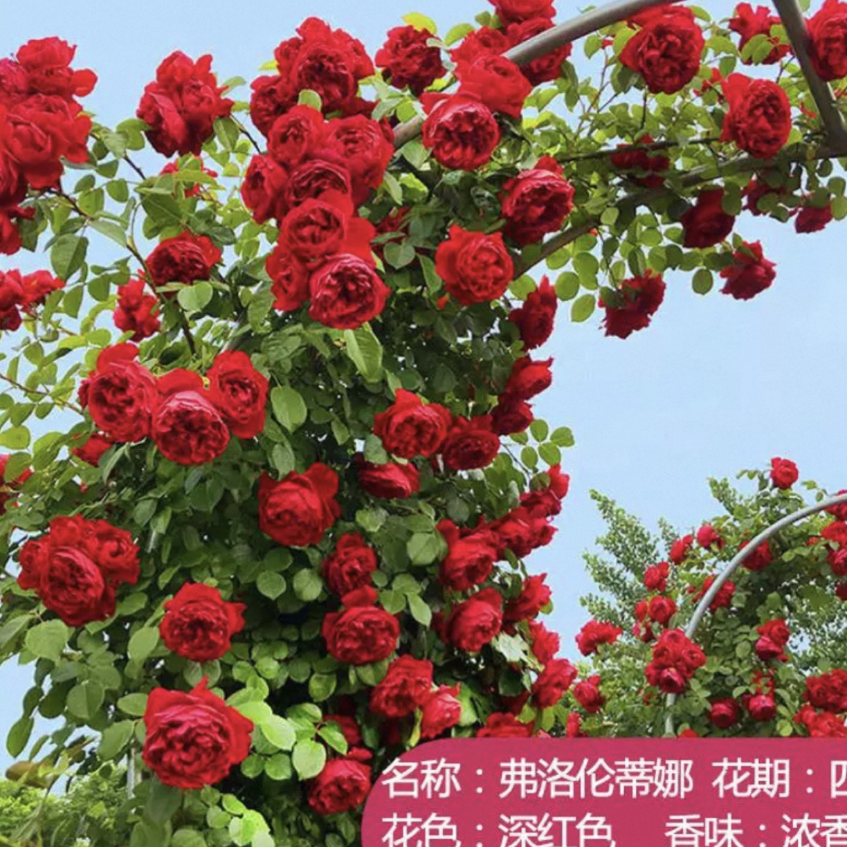 无刺爬藤蔷薇花苗四季开花云南基地发浓香型庭院阳台室内盆栽花卉